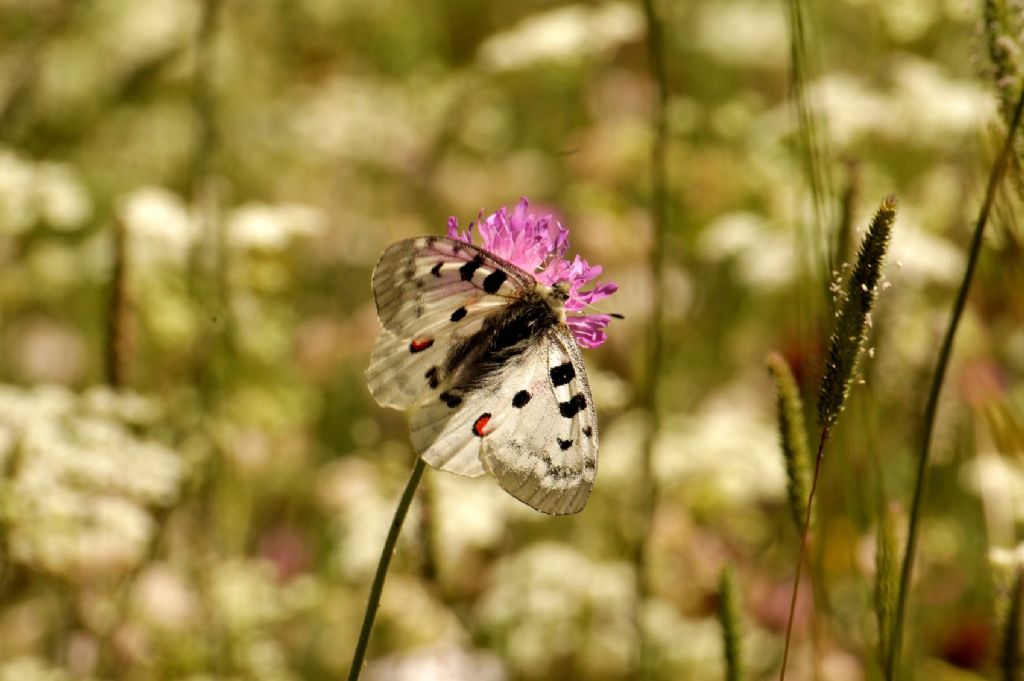 Parnassius apollo